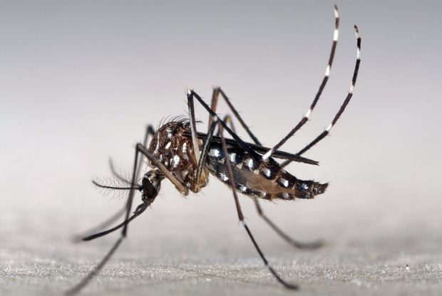 Mosquito Aedes aegypti