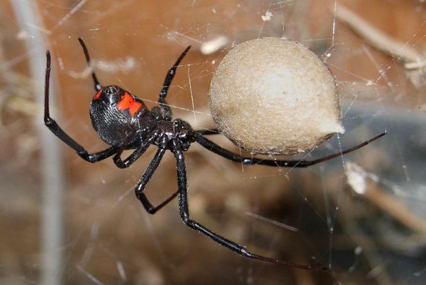 A verdade sobre a aranha viúva negra: mito ou realidade? Aranha viúva negra