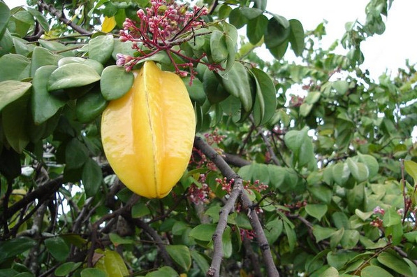 Carambola: A fruta que pode matar