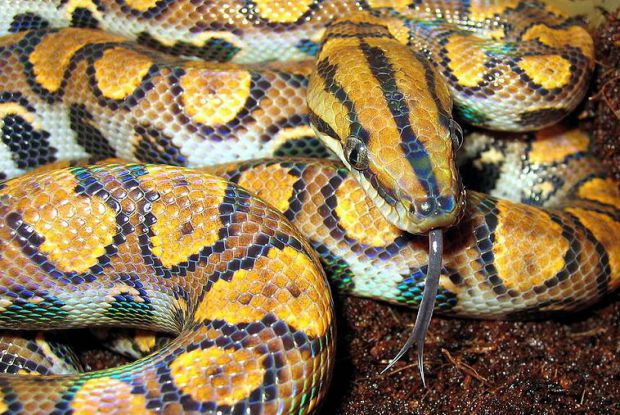 Cobra arco-íris: a serpente colorida da natureza Cobra arco-íris