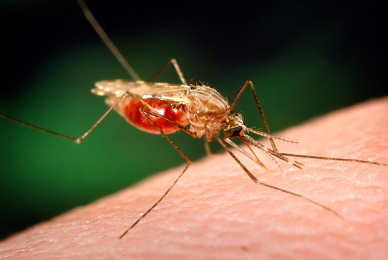 Mosquito Anopheles mosquito
