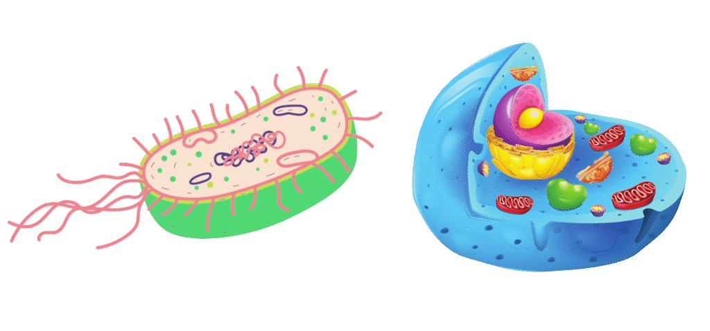 Diferença entre as Células procariontes e Células eucariontes Célula procarionte e célula eucarionte