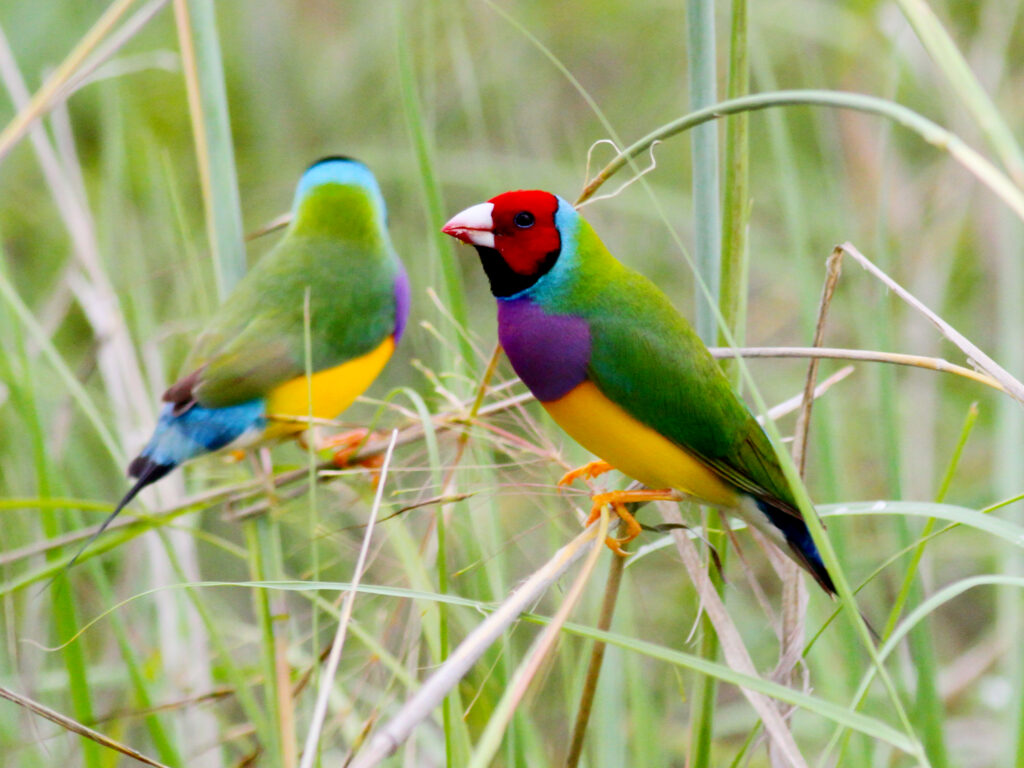 Pássaro Diamante-de-Gould