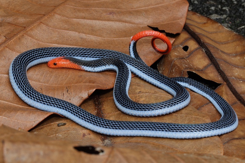 Cobra azul da Malásia