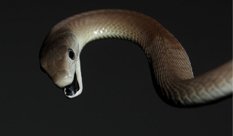 Mamba-negra: veloz e mortal MAMBA NEGRA, black mamba