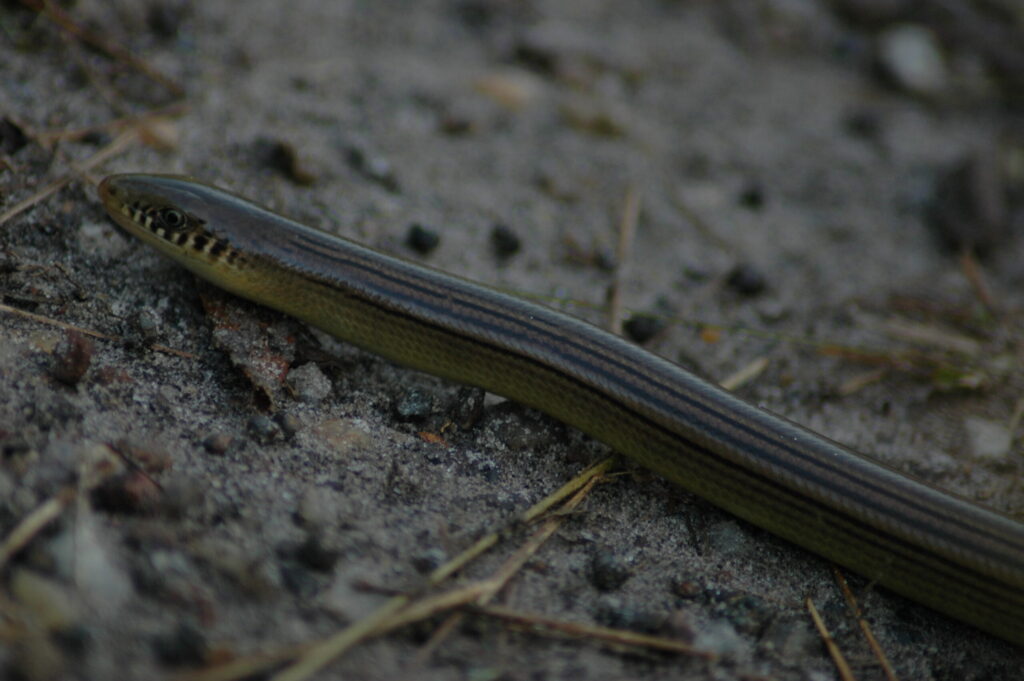 Cobra de vidro cobra de vidro