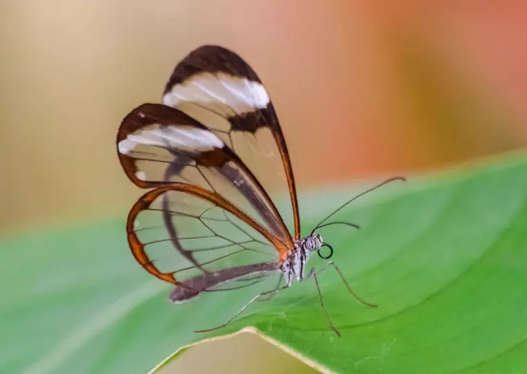 Borboleta-asas-de-vidro