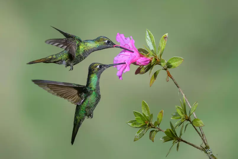 O que são aves? beija flor representando a classe das aves