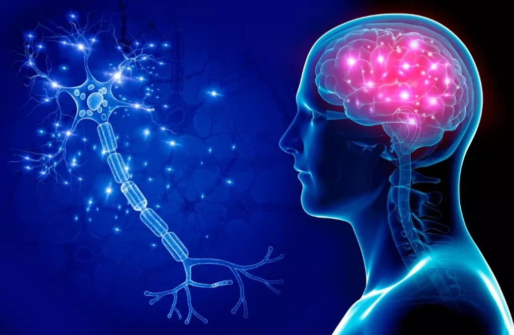 Neurônio: A célula nervosa