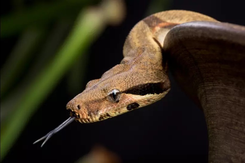 Serpentes