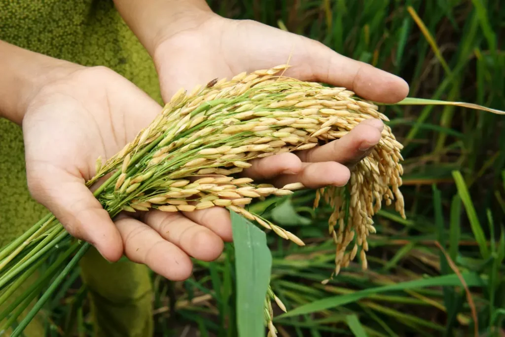 As alterações climáticas e o fim dos alimentos