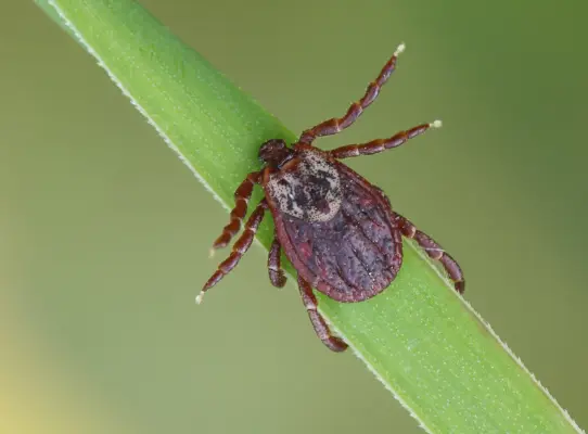 Vetores biológicos carrapato representando os vetores biológicos