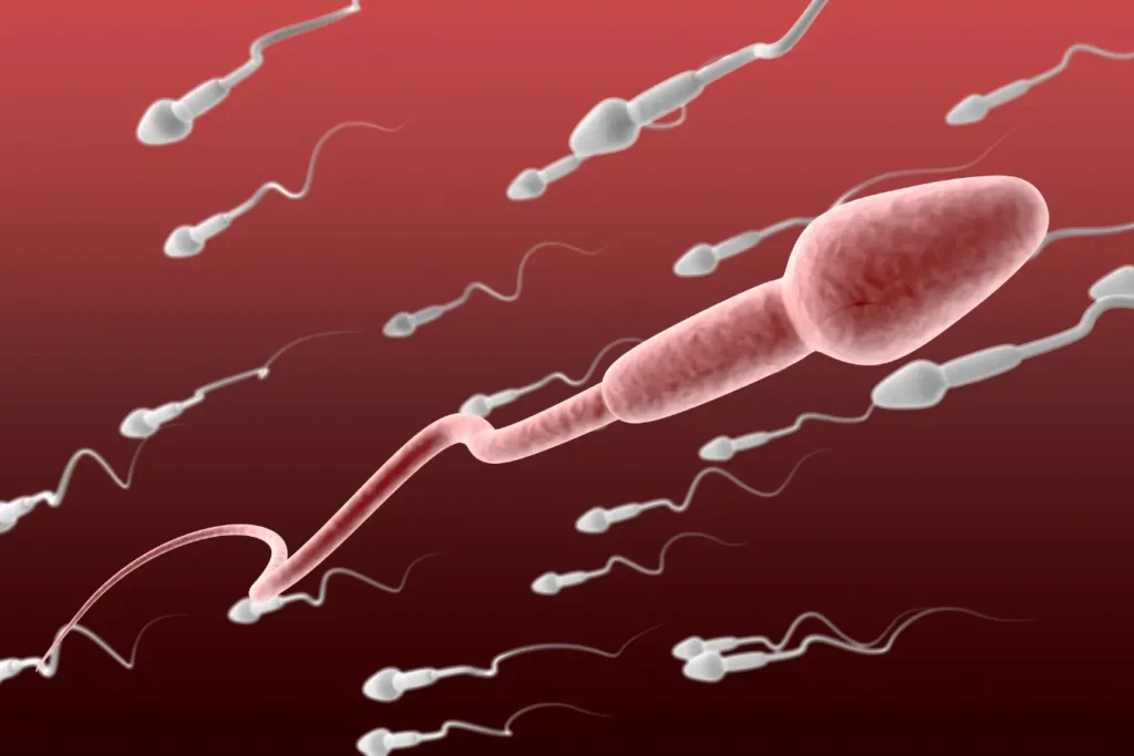 Diferenças cruciais entre espermatozoide e esperma