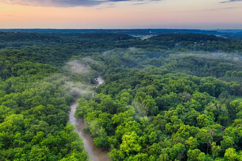 A importância das florestas na disponibilidade de água e regulação do clima