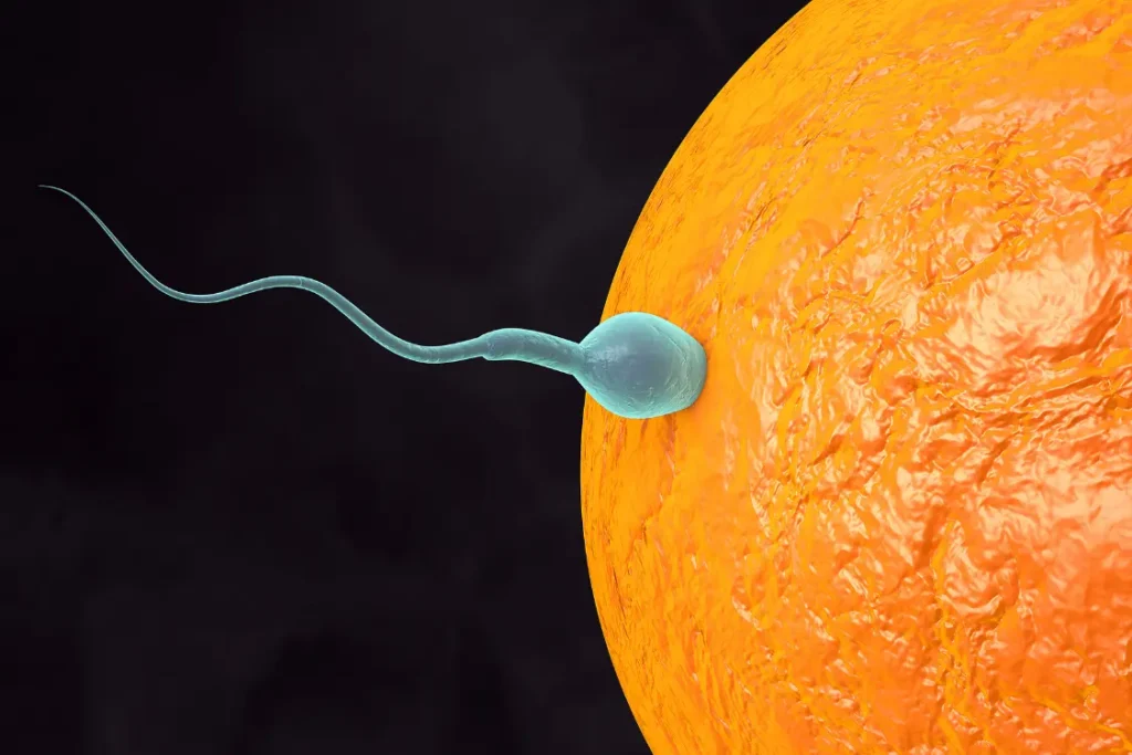 Gametas