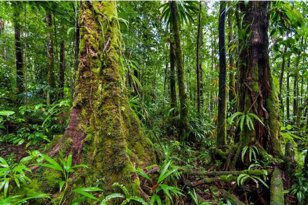 Biodiversidade: a riqueza de vida na Terra