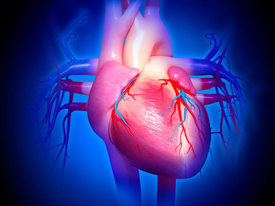 Sistema cardiovascular demonstrar o sistema cardiovascular