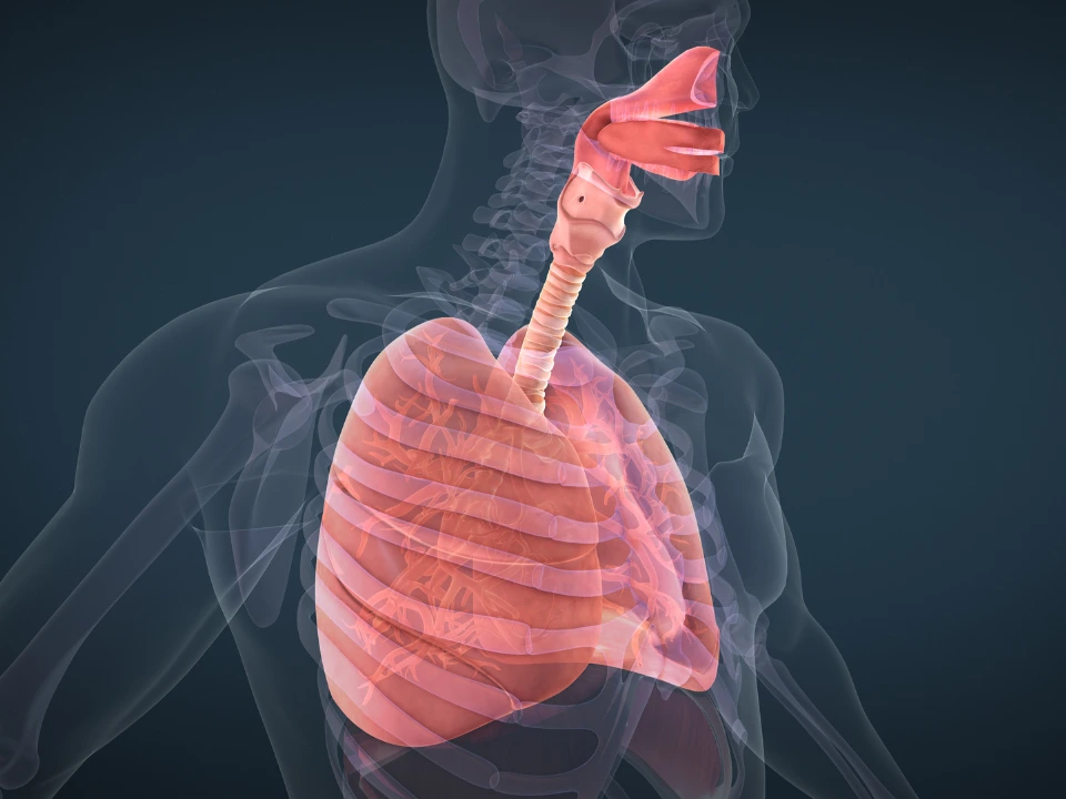 Sistema respiratório