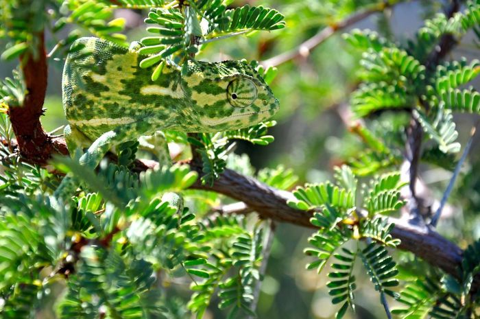Camuflagem: a arte de se misturar ao ambiente camaleão mestre da camuflagem