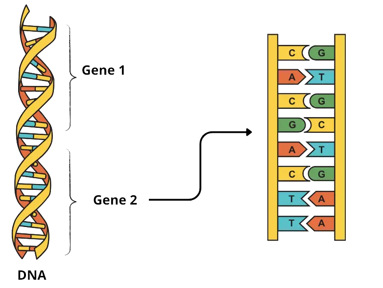gene são sequencias do dna