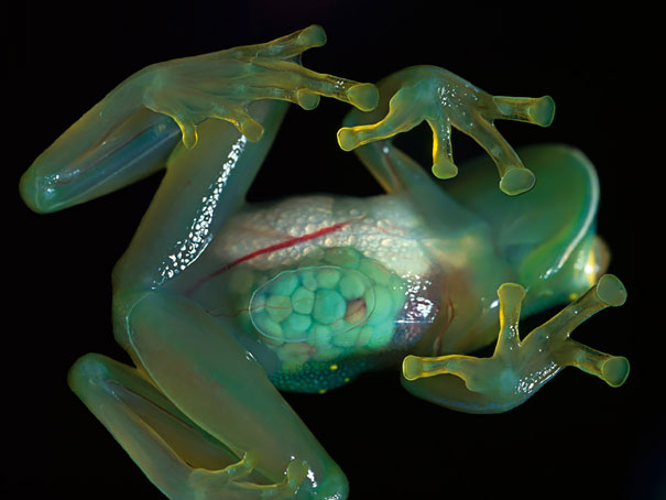 Animais transparentes: invisíveis aos olhos ou apenas uma grande ilusão? rã transparente