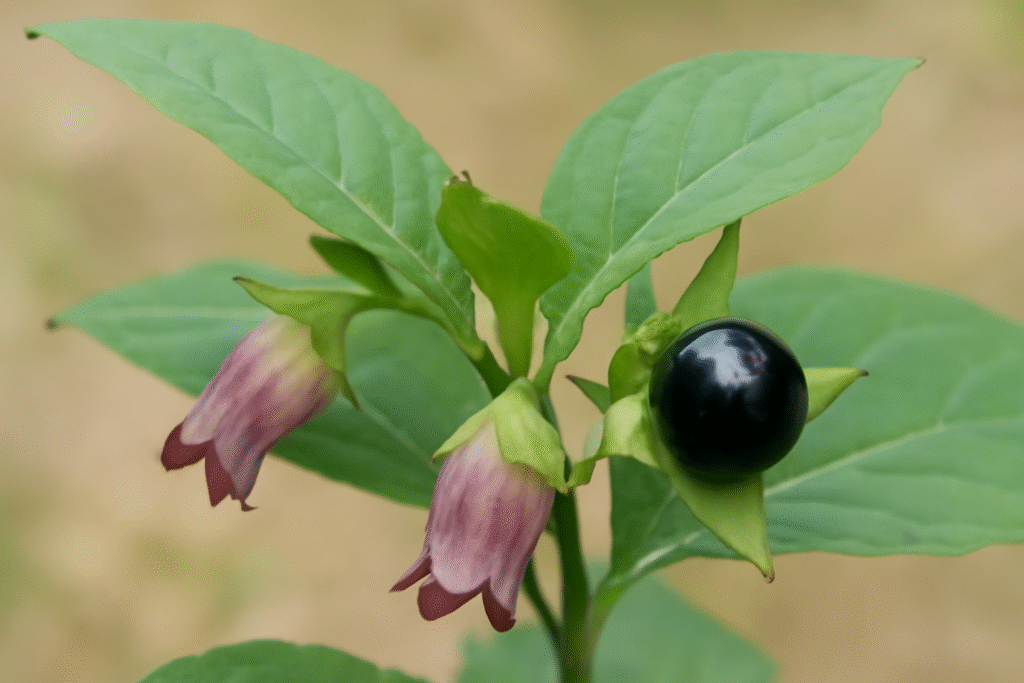 Beladona: a planta bonita e perigosa que você precisa conhecer planta beladona com flores e frutos