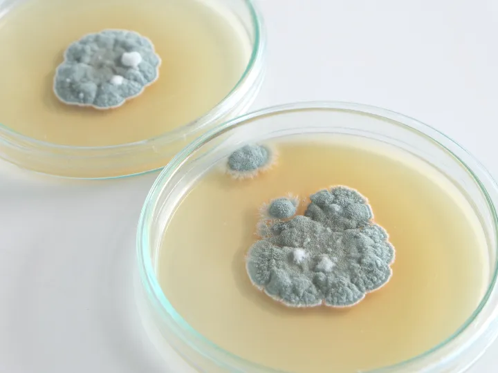 A descoberta do antibiótico: como a ciência mudou a história da medicina Fungo do gênero Penicillium crescendo em uma placa de Petri