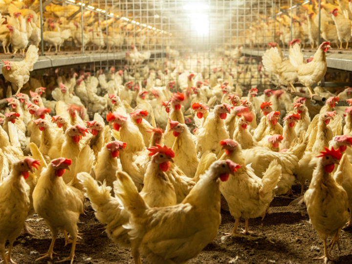 Alerta no Brasil: surto de gripe aviária em granja comercial Uma granja mostrando as galinhas confinadas aumentando o risco de gripe aviária