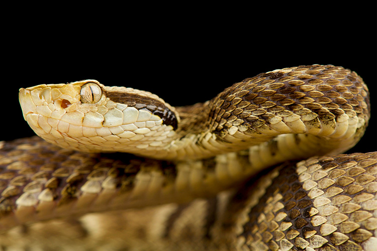 As cobras mais perigosas do Brasil uma cobra jararaca