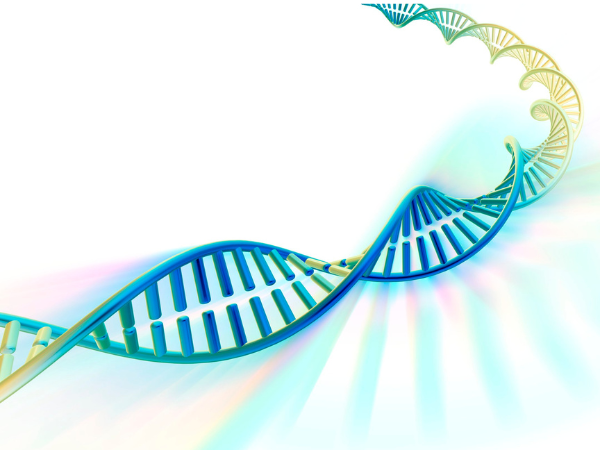 DNA: o que é, como funciona e quais são suas características dna fita dupla