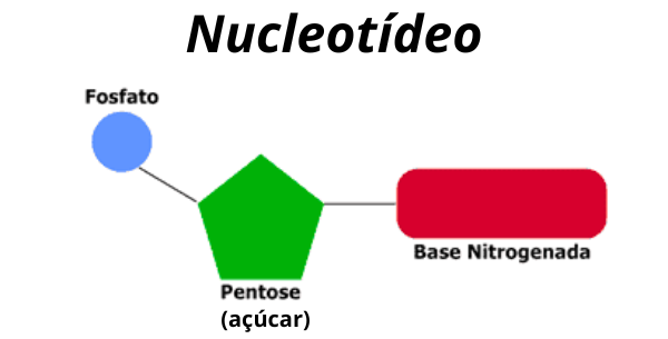 Representação do nucleotídeo