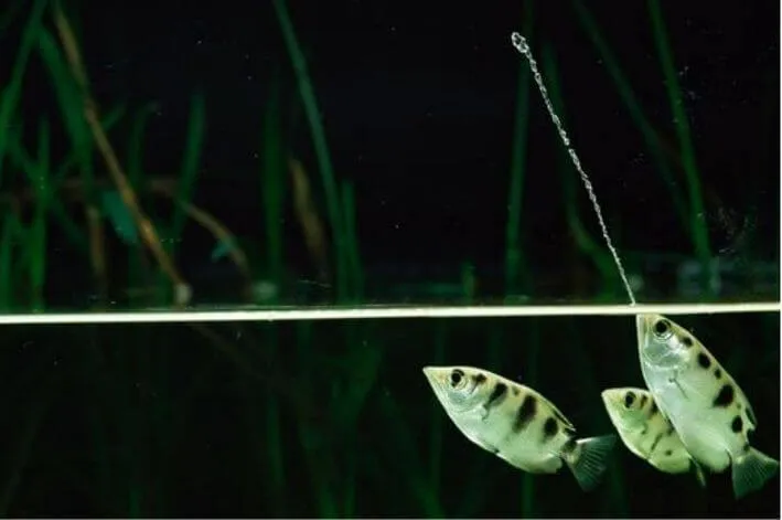 Peixe arqueiro: o caçador de precisão que atira com jatos de água Um peixe arqueiro cuspindo agua