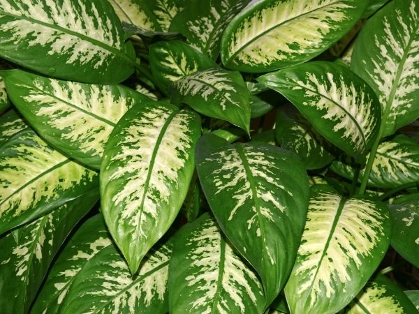 Plantas tóxicas: o lado perigoso das plantas ornamentais uma planta comigo ninguém pode