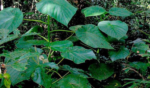 Gympie-Gympie: a planta australiana que causa dor por meses planta gympie gympie