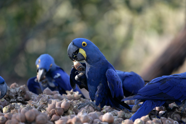Arara-azul arara azul