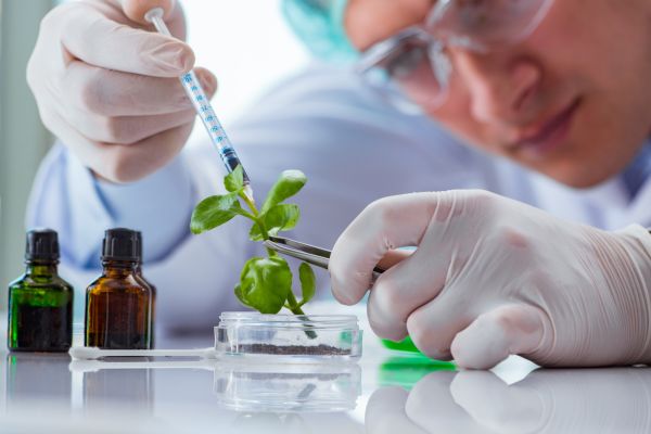 O que é Biotecnologia? cientista manipulando uma planta como exemplo de biotecnologia