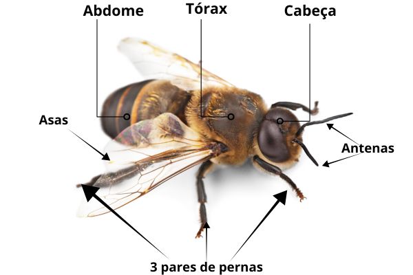 Características dos insetos. Uma abelha mostrando as divisões do corpo dos insetos