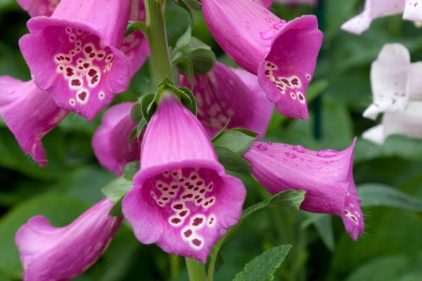Dedaleira: letalmente tóxica planta dedaleira roxa