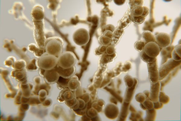 A ameaça crescente dos fungos resistentes e seus impactos na saúde fungo candida