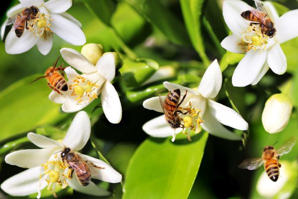 Insetos: a classe mais diversa do reino animal insetos abelhas polinizando flores