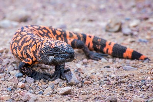 Monstro-de-gila: o lagarto venenoso que habita os desertos da América do Norte lagarto monstro de gila