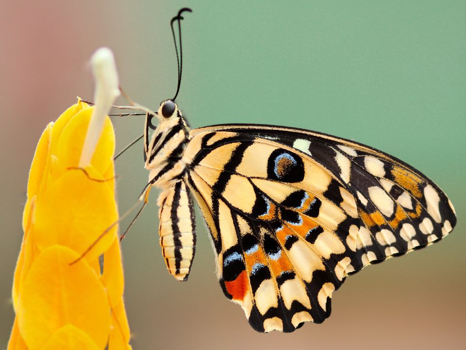 Borboleta ou mariposa: qual a diferença? Mariposa e borboleta. Na imagem um exemplo de borboleta