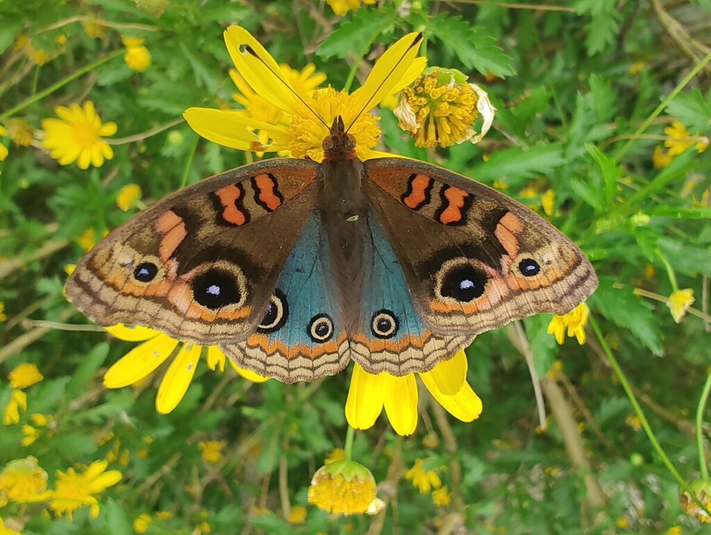 Conheça a borboleta que lembra Nossa Senhora Borboleta pavão que lembra nossa senhora. A borboleta está com asas abertas.